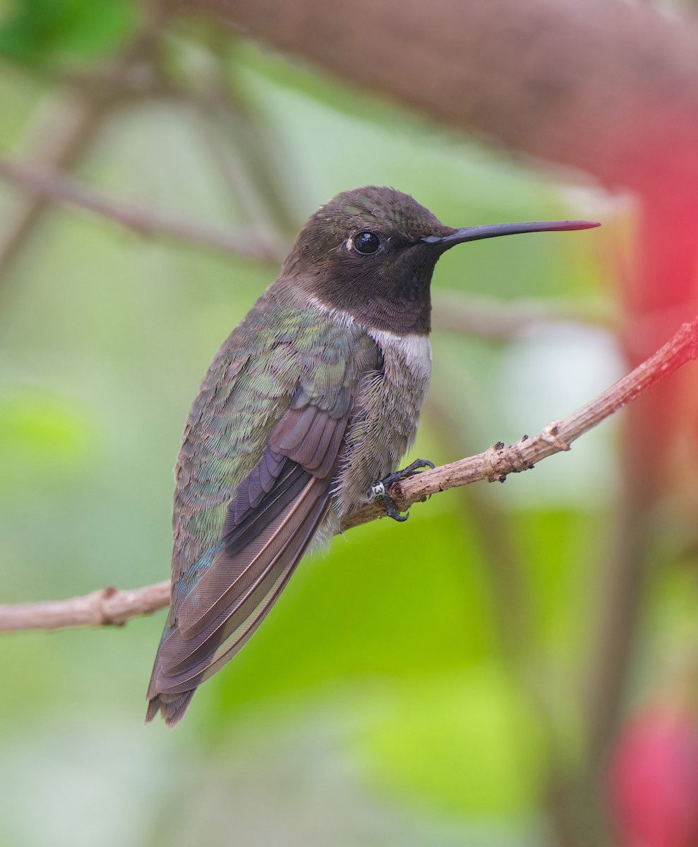 Black-chinned Hummingbird - ML646485477