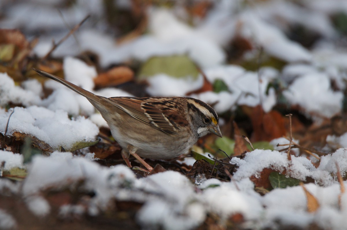 White-throated Sparrow - ML646485478