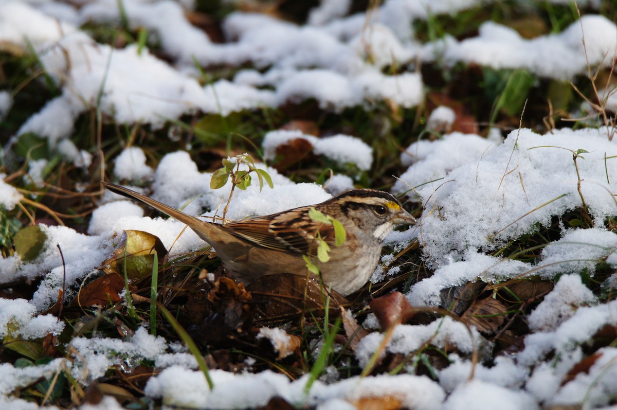 White-throated Sparrow - ML646485479