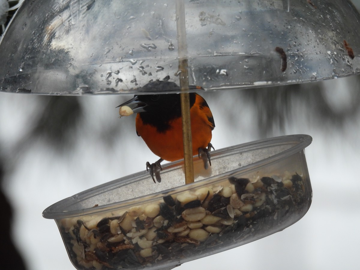 Трупіал балтиморський - ML646485483