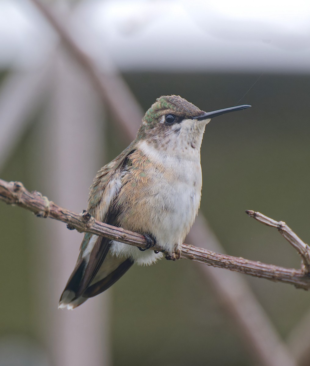 Ruby-throated Hummingbird - ML646485487