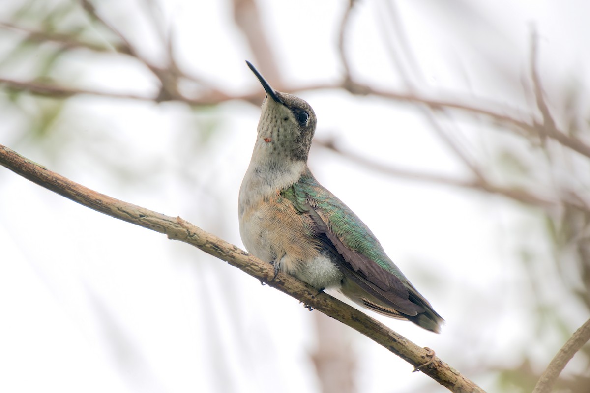 Ruby-throated Hummingbird - ML646485488