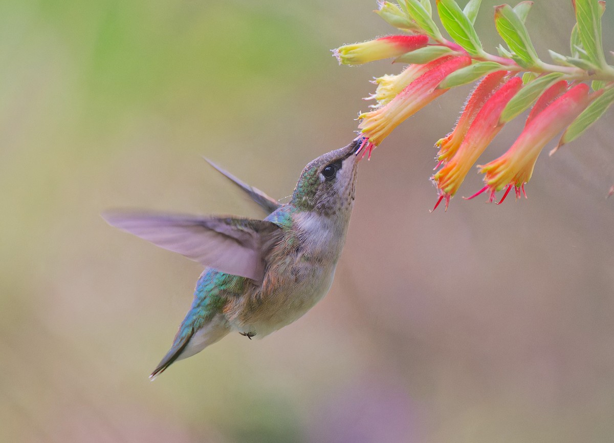 Ruby-throated Hummingbird - ML646485489