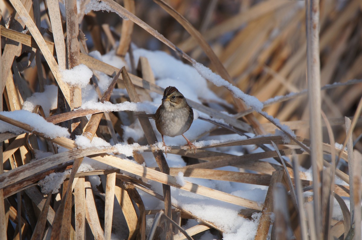 Swamp Sparrow - ML646485490