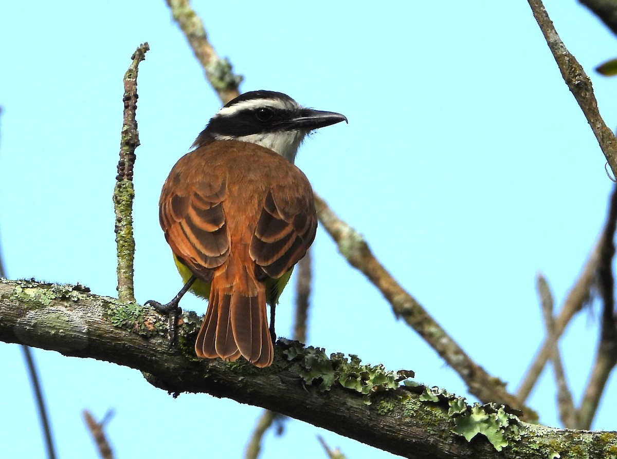 キバラオオタイランチョウ - ML646485494