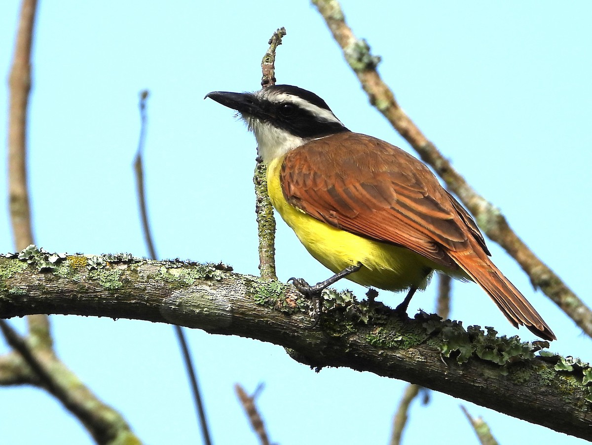 キバラオオタイランチョウ - ML646485495