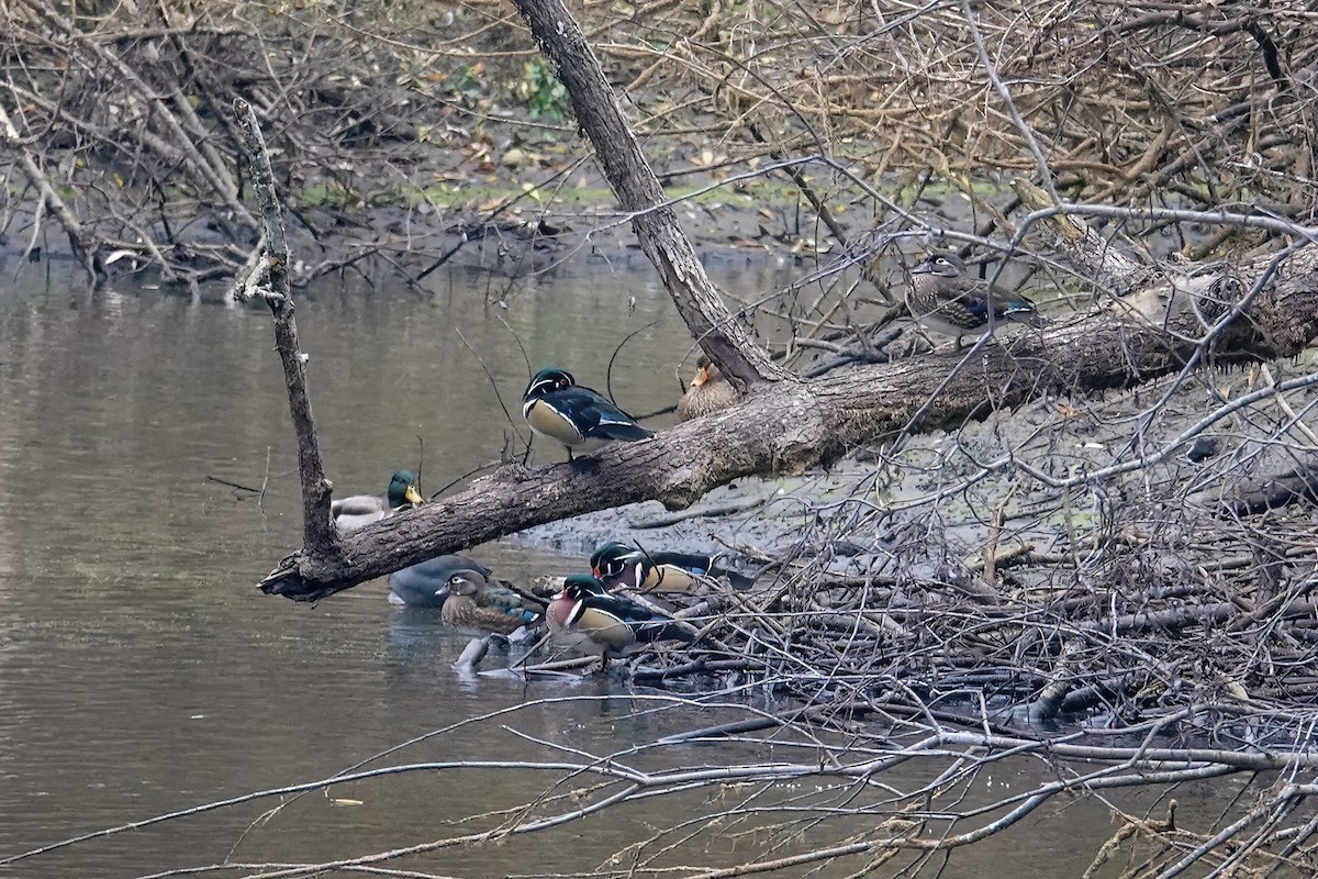 Ahate karolinarra - ML646485496