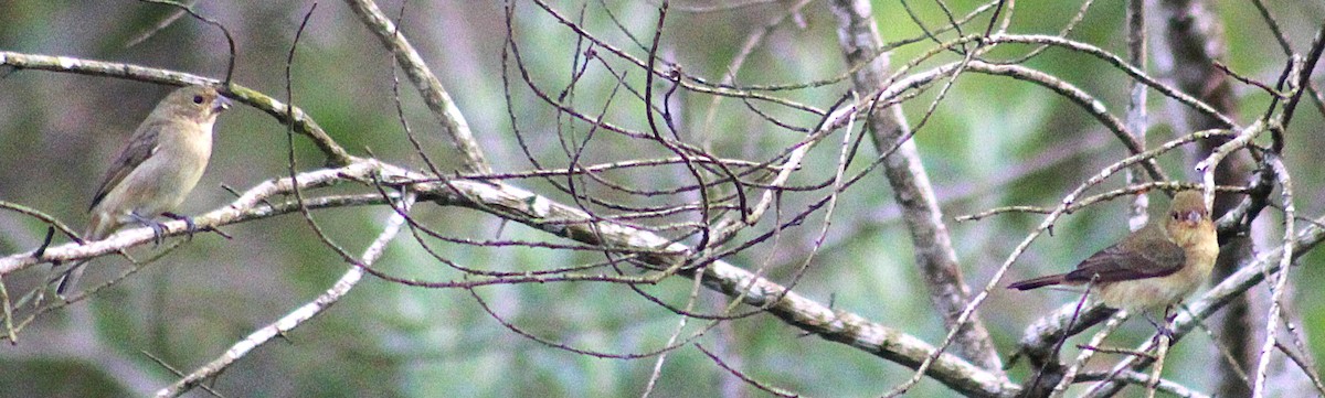 フタスジヒメウソ - ML646485498