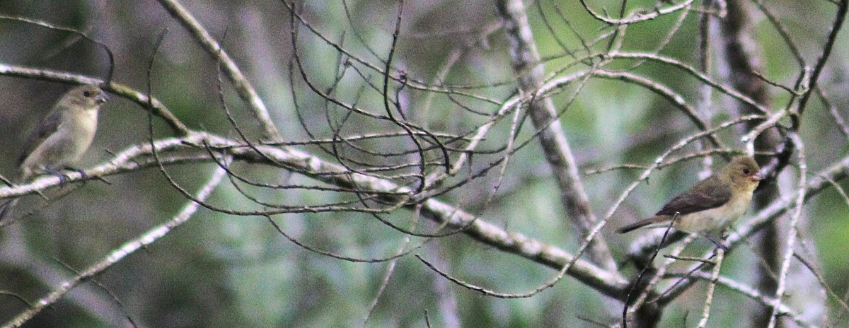 フタスジヒメウソ - ML646485499