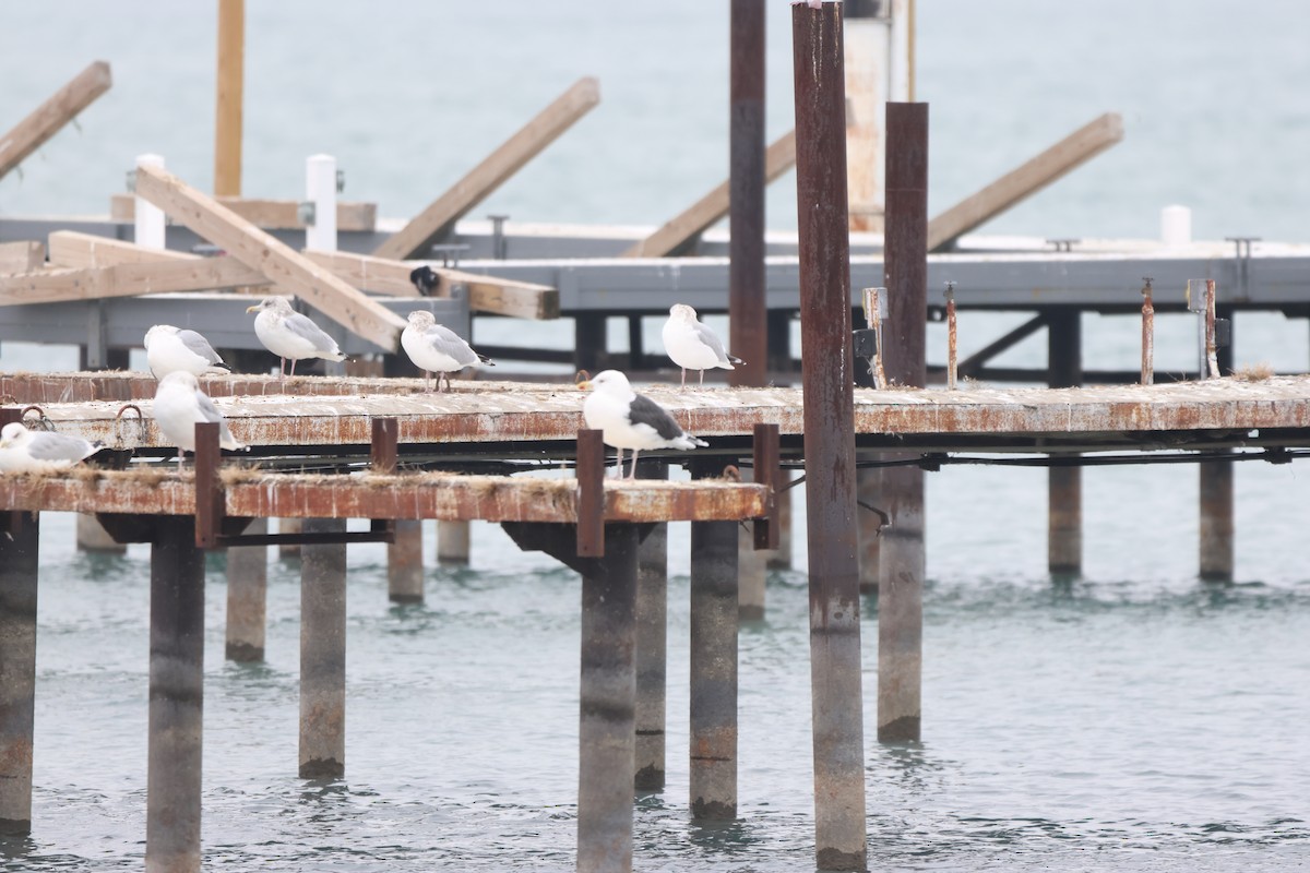 Great Black-backed Gull - ML646485500