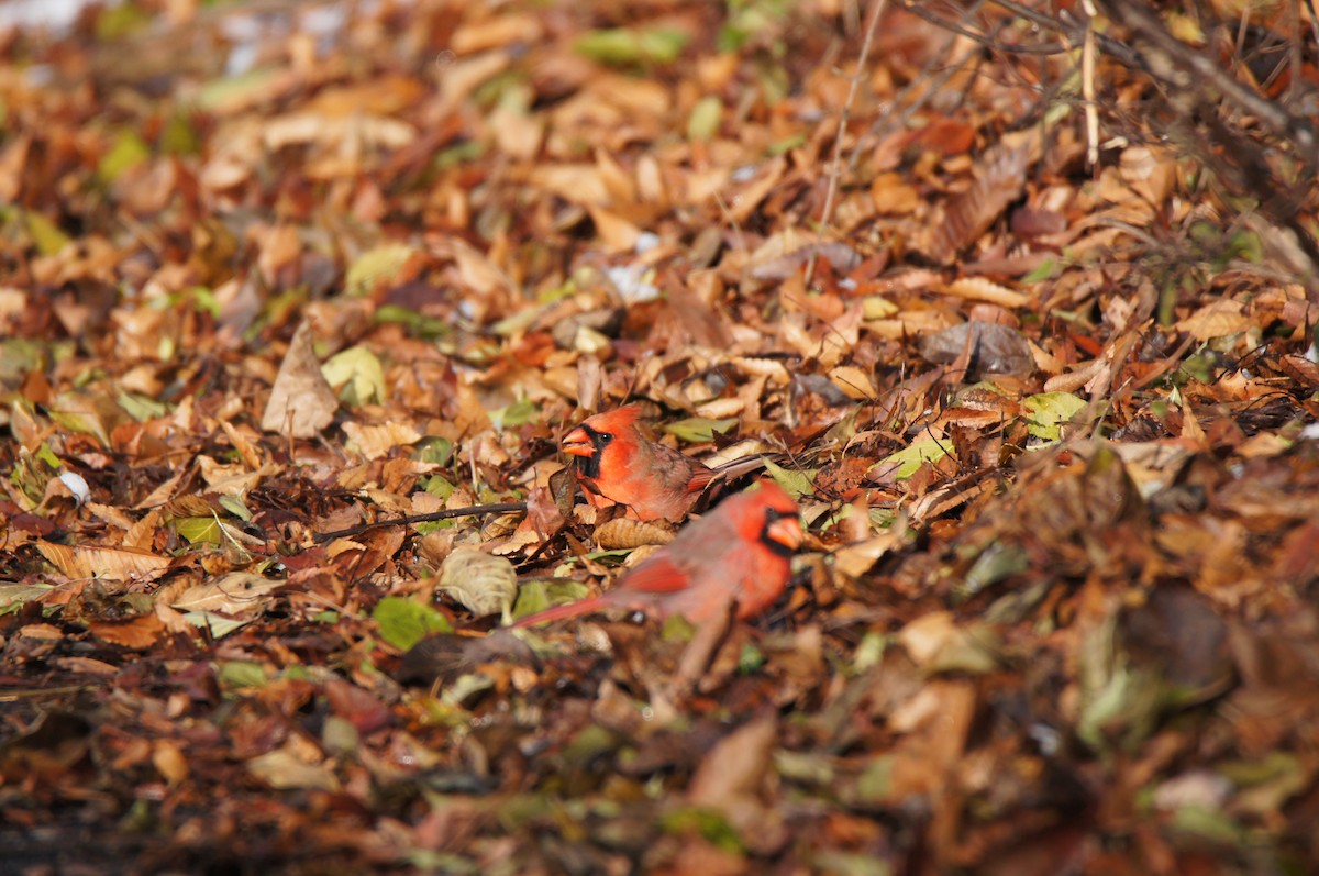 Northern Cardinal (Common) - ML646485501