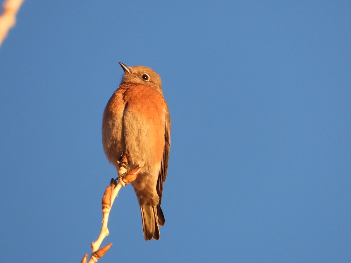 Western Bluebird - ML646485507