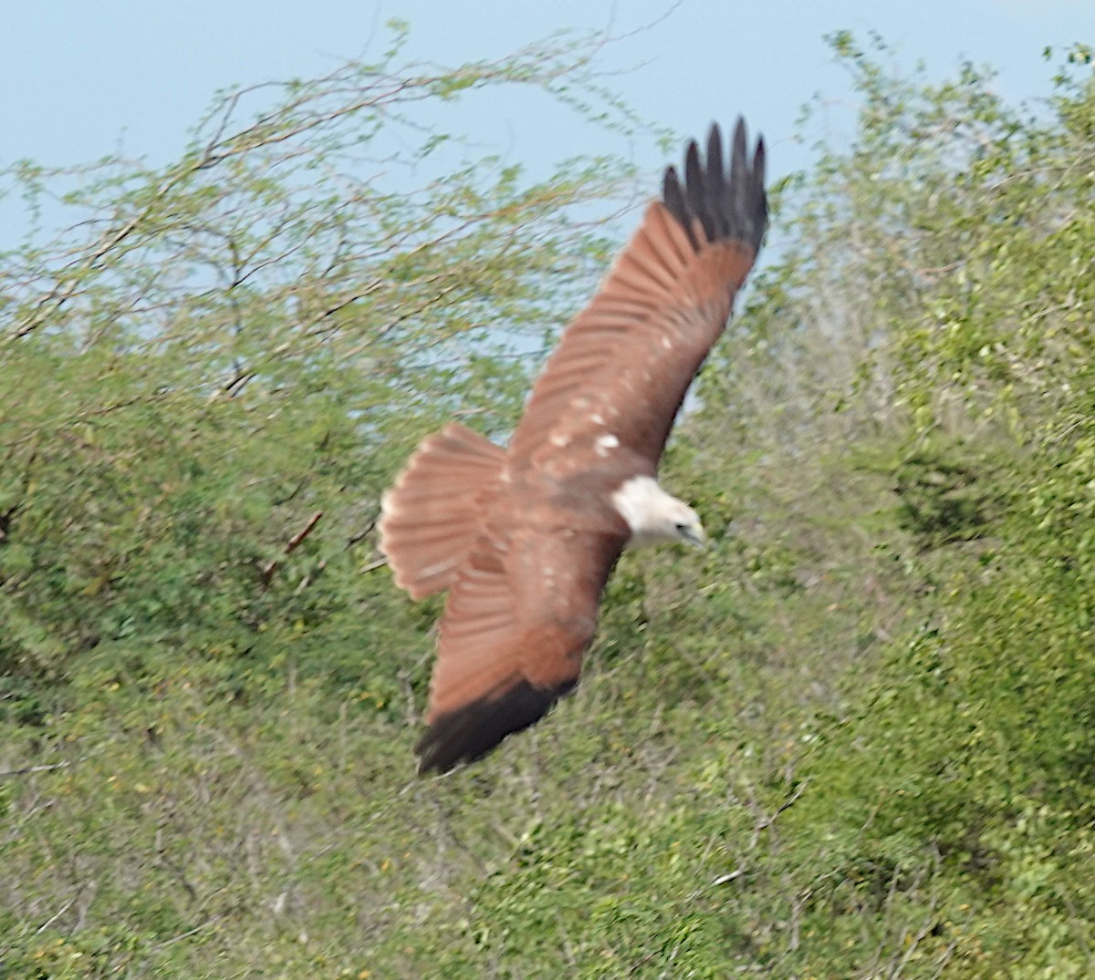 シロガシラトビ - ML646485508