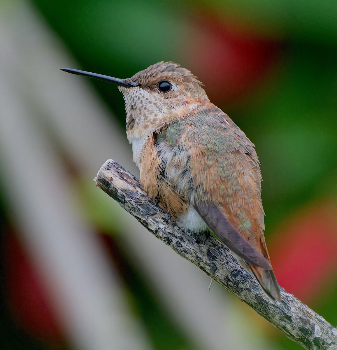 Rufous Hummingbird - ML646485511