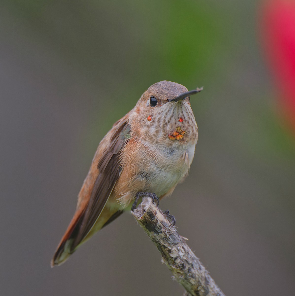 Rufous Hummingbird - ML646485512