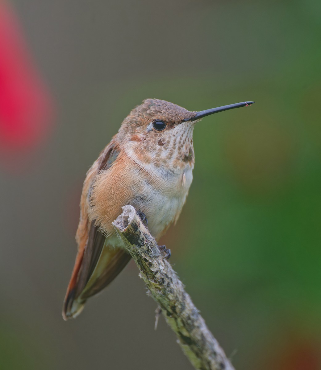 Rufous Hummingbird - ML646485513