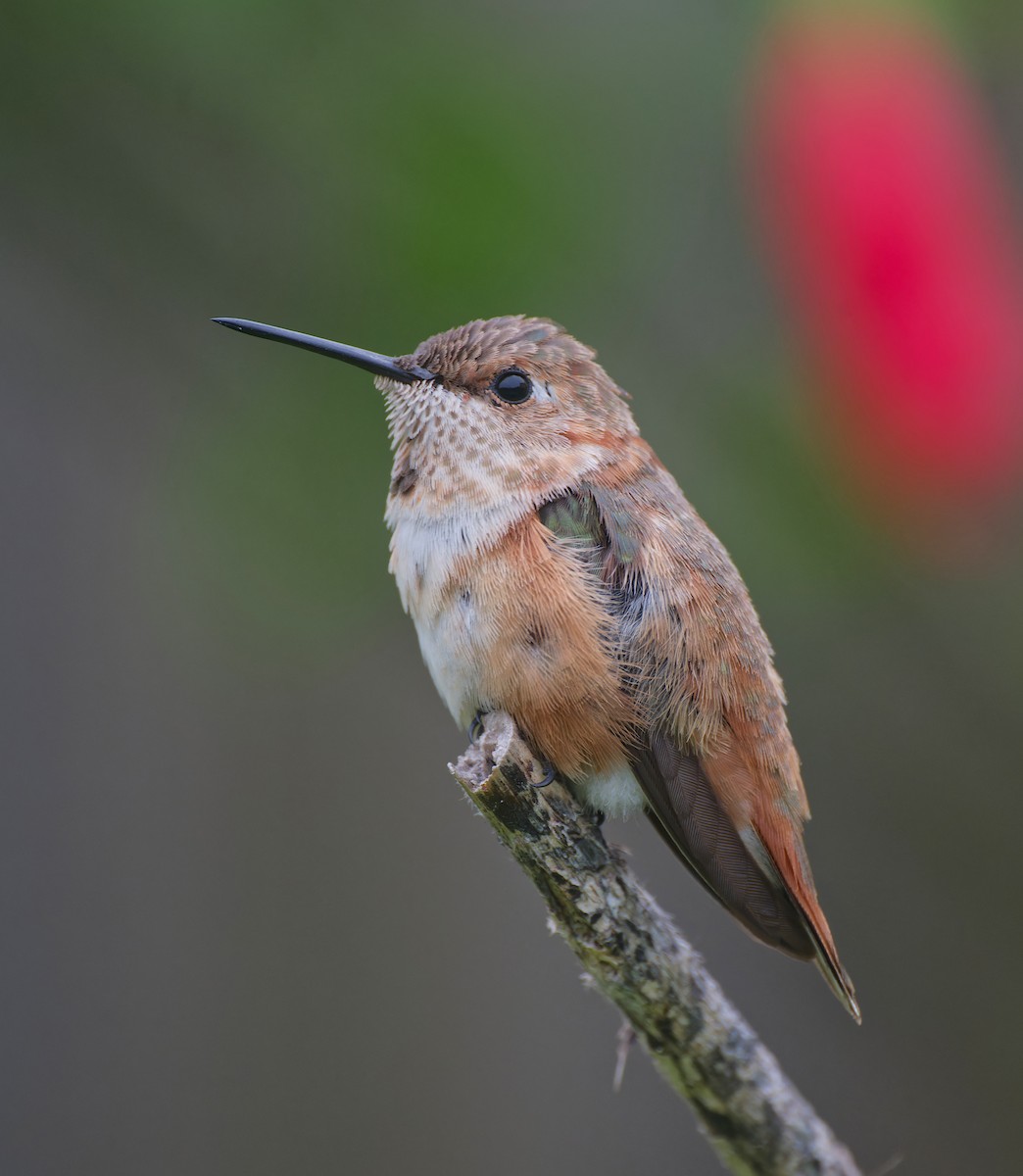 Rufous Hummingbird - ML646485514