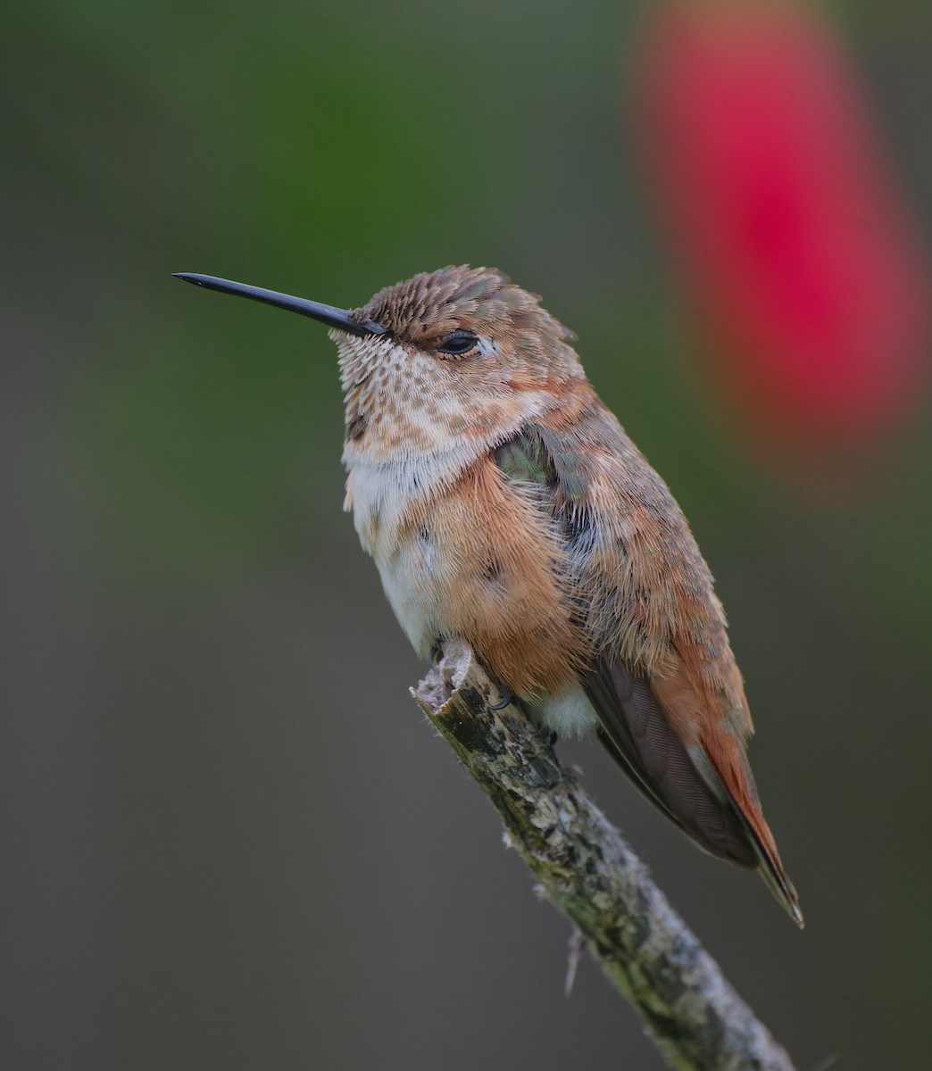 Rufous Hummingbird - ML646485515