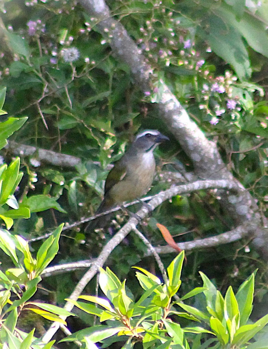 オリーブイカル - ML646485516