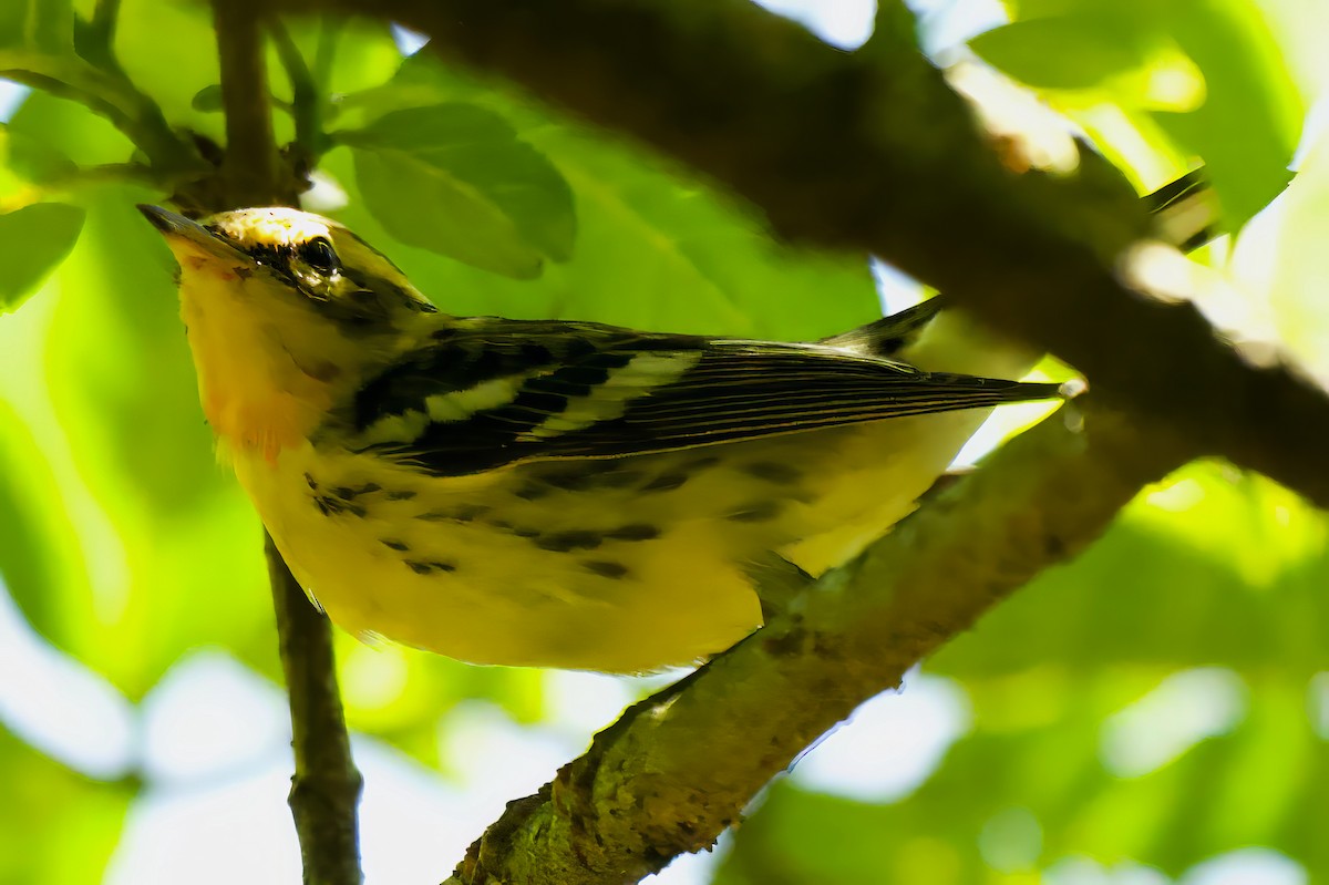 Blackburnian Warbler - ML646485518
