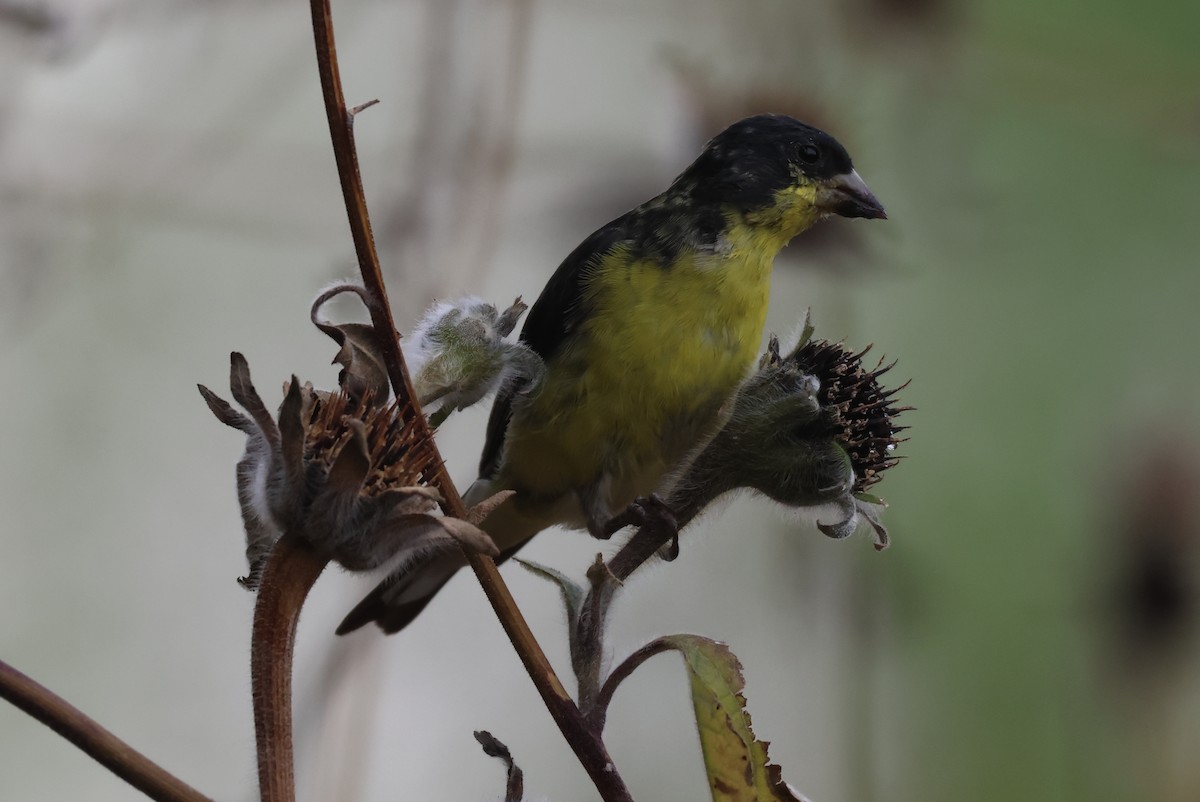 ヒメキンヒワ - ML646485523