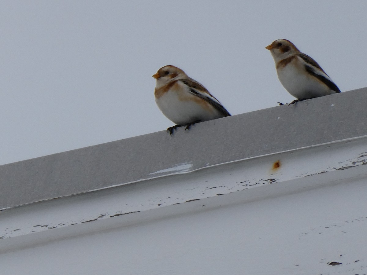 Snow Bunting - ML646485529