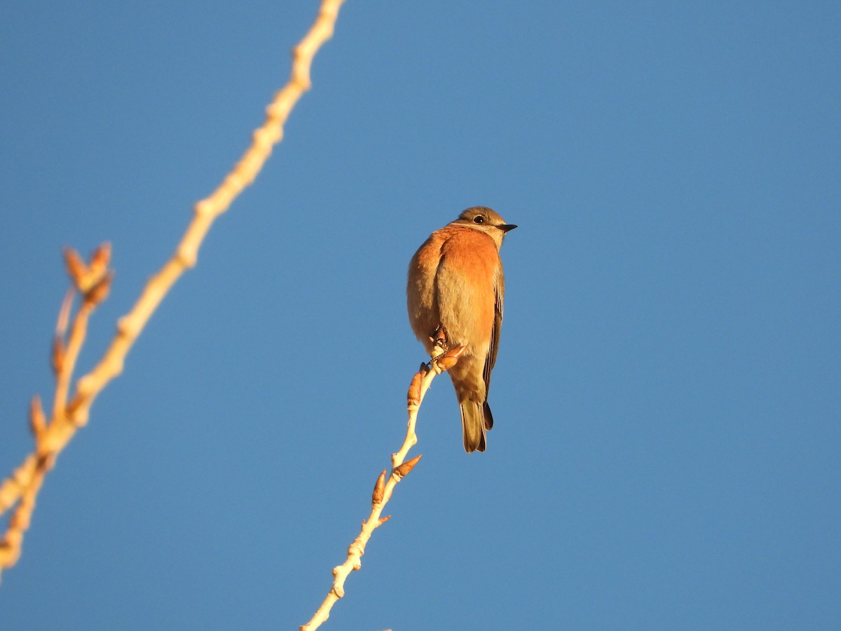Western Bluebird - ML646485538