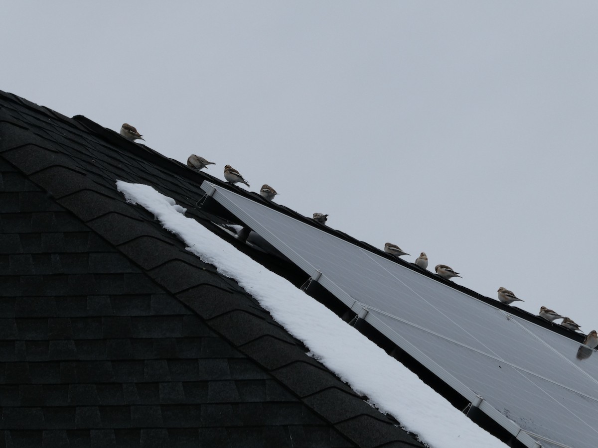 Snow Bunting - ML646485539