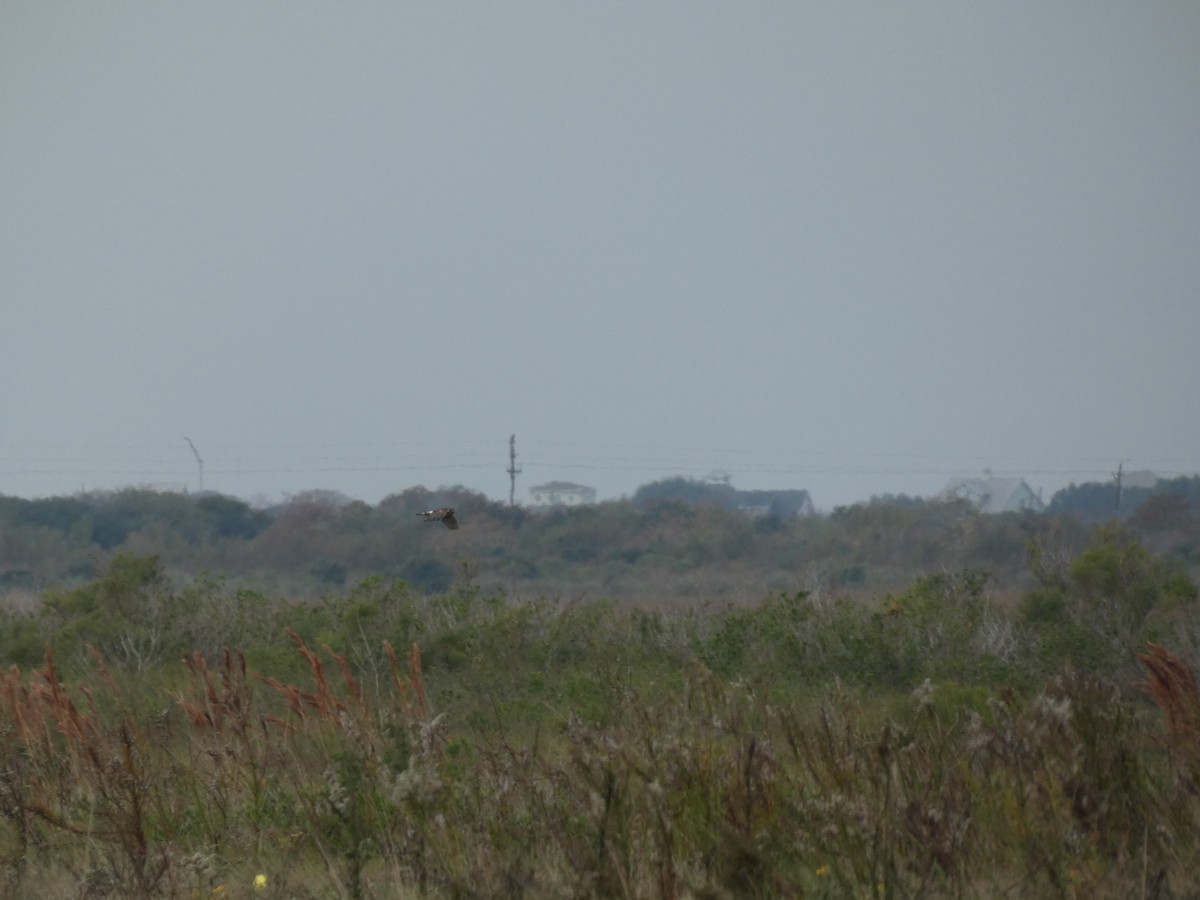 Northern Harrier - ML646485541