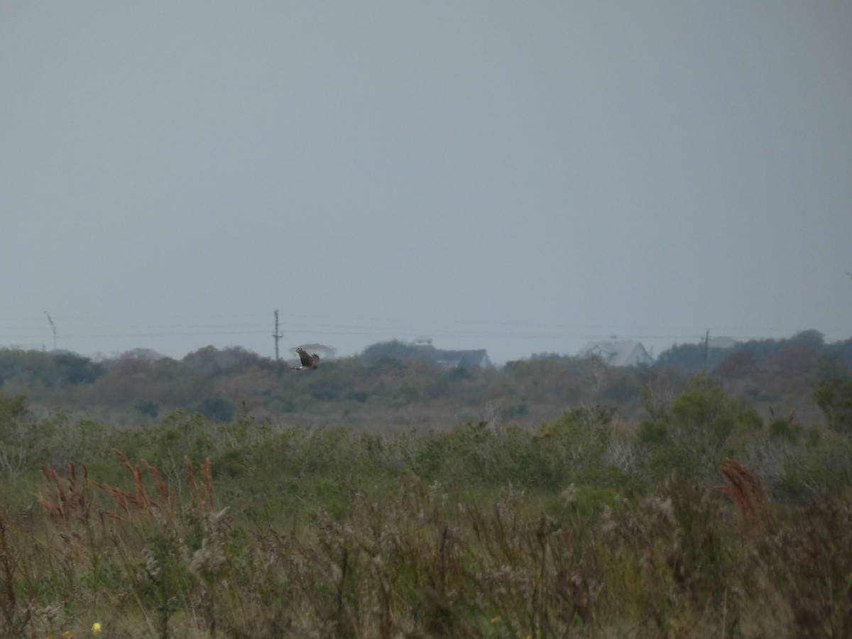Northern Harrier - ML646485542