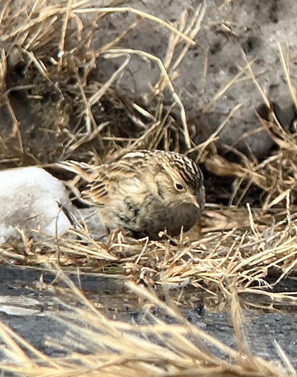 Chestnut-collared Longspur - ML646485544