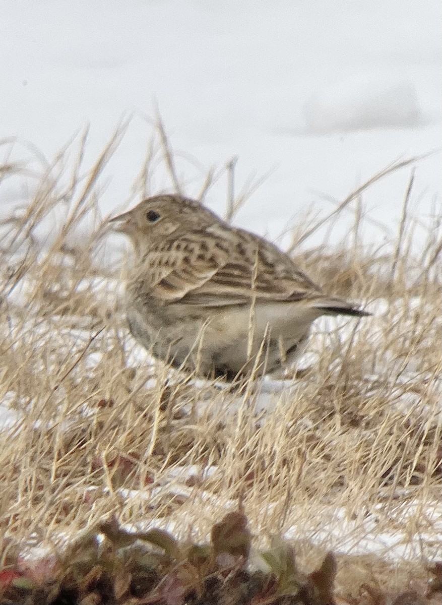 Chestnut-collared Longspur - ML646485546