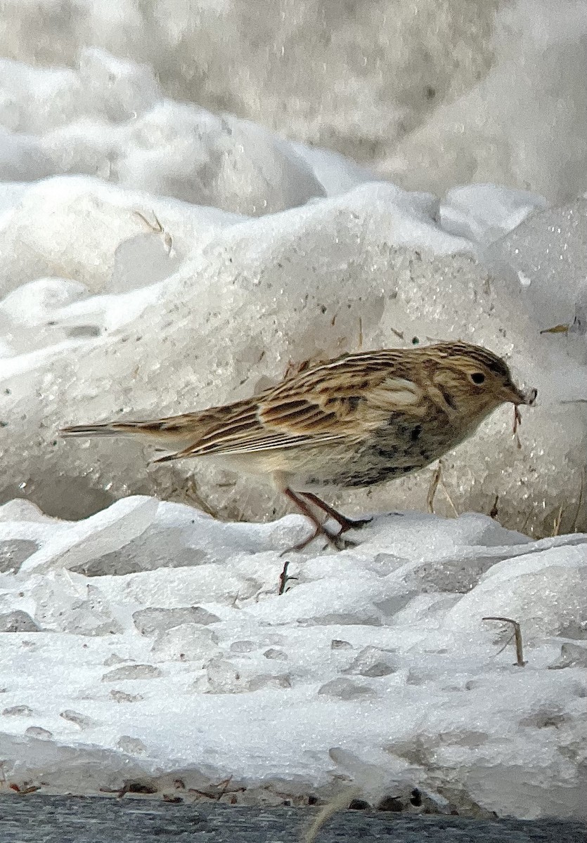 Chestnut-collared Longspur - ML646485547
