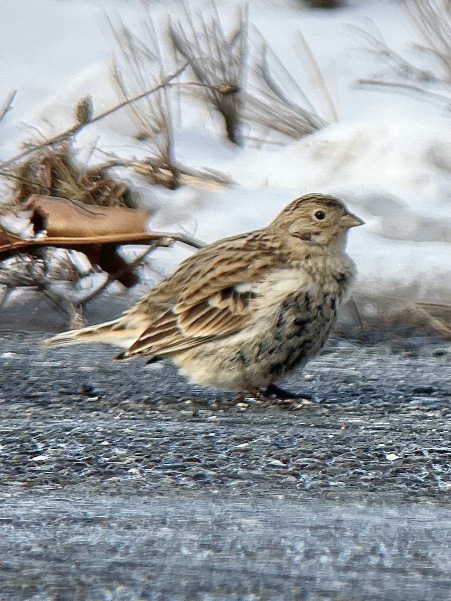Chestnut-collared Longspur - ML646485548