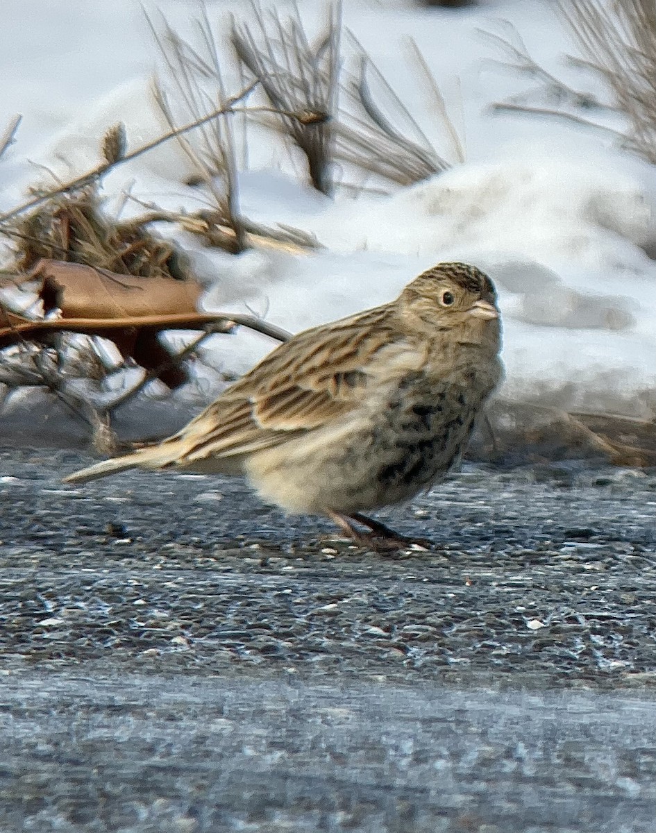 Chestnut-collared Longspur - ML646485549