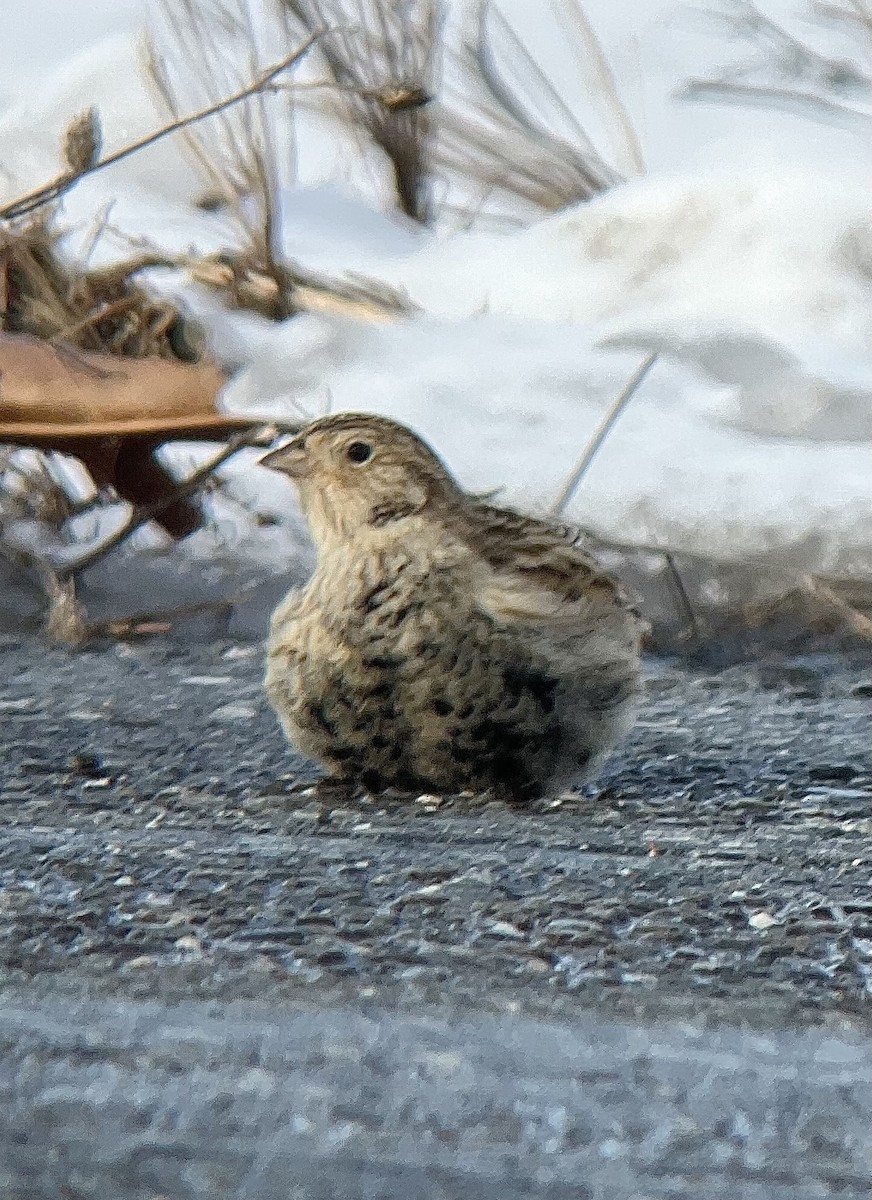 Chestnut-collared Longspur - ML646485550