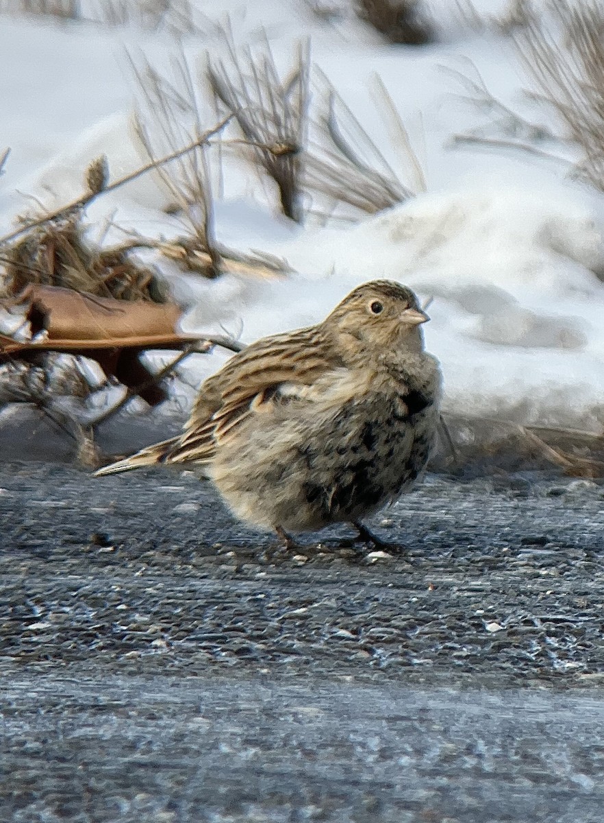 Chestnut-collared Longspur - ML646485551