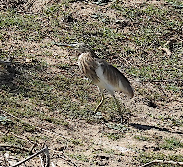 Indian Pond-Heron - ML646485553