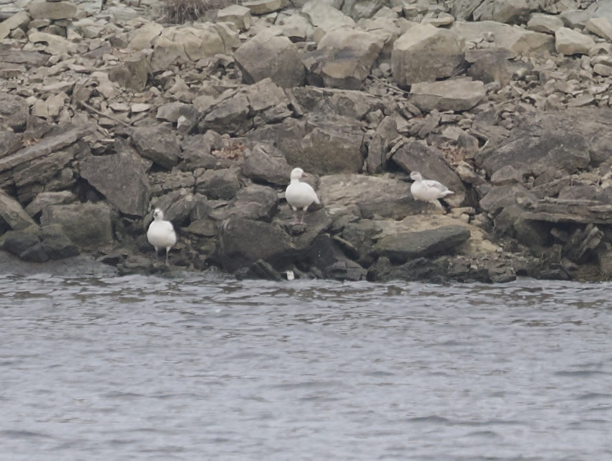 Snow Goose - ML646485560