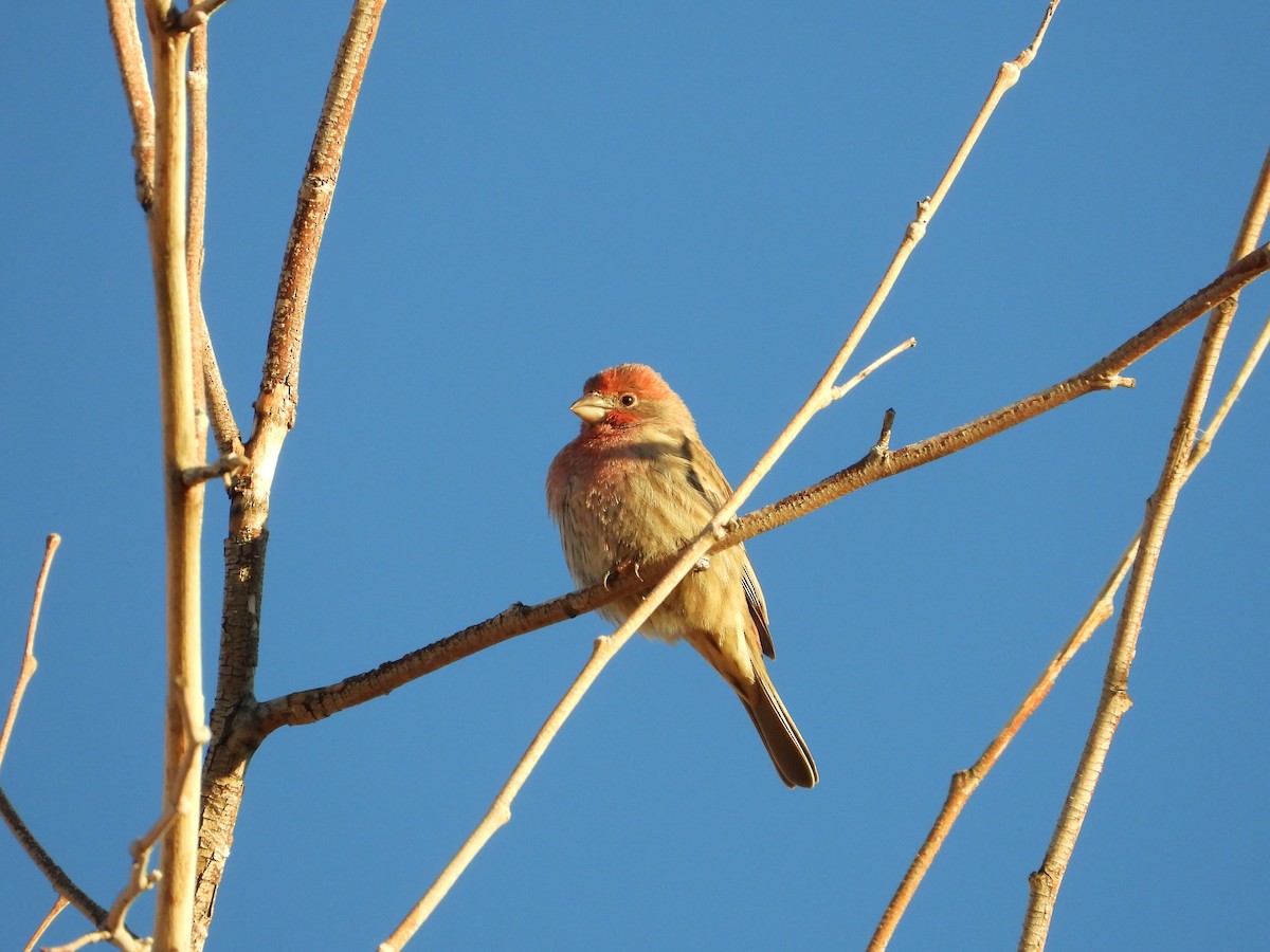 House Finch - ML646485561
