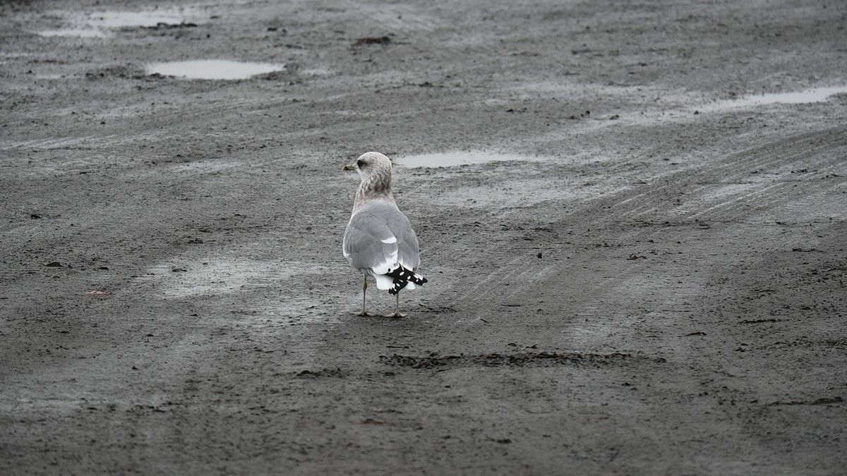 Ring-billed Gull - ML646485562