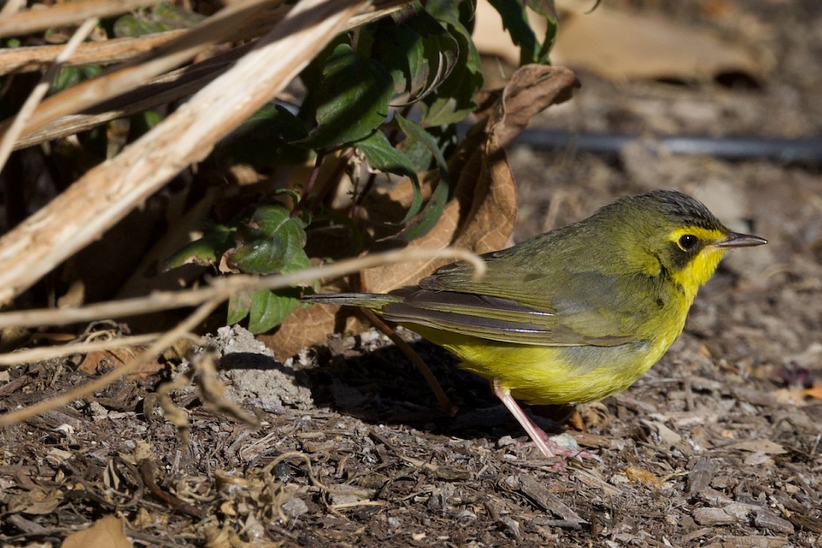 Kentucky Warbler - ML646485563
