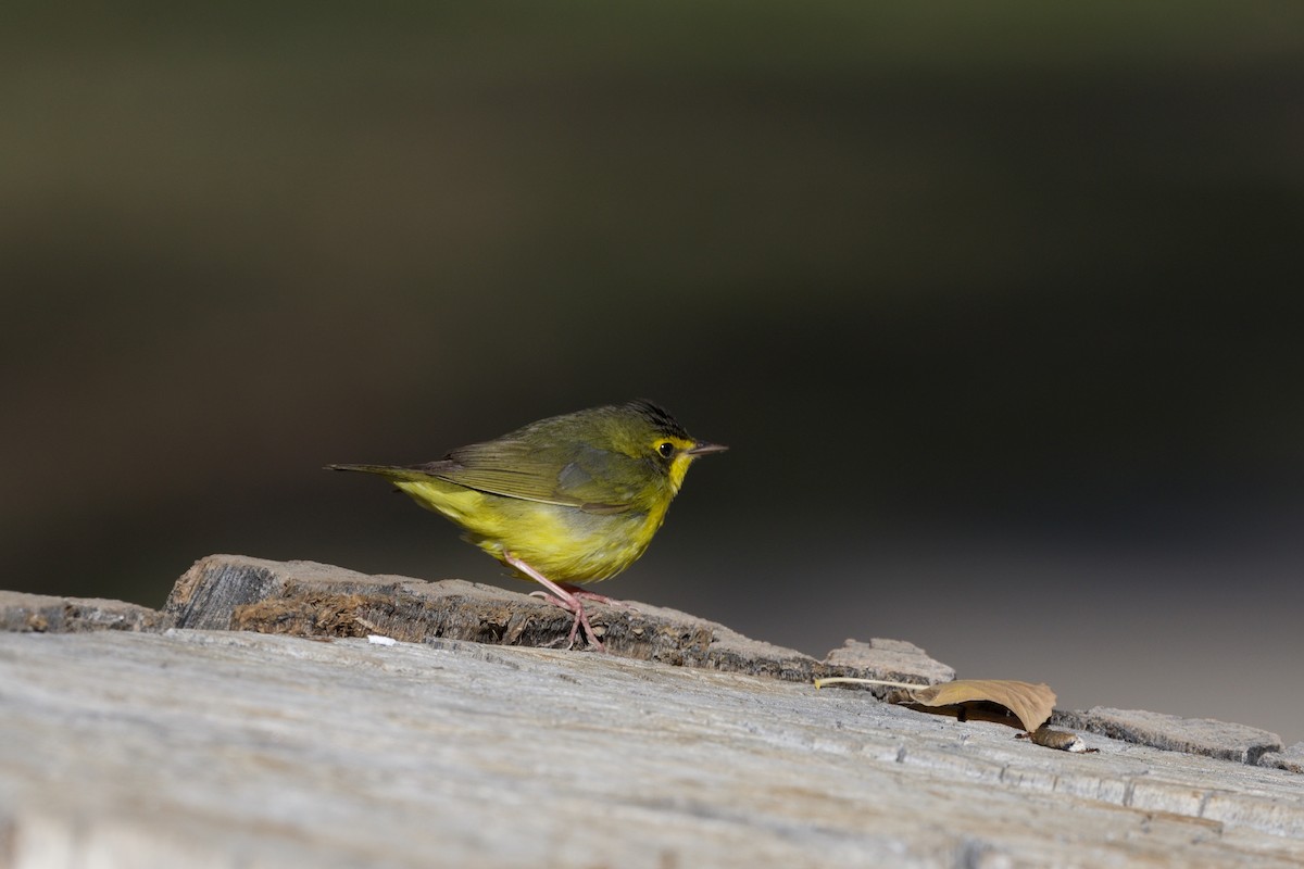 Kentucky Warbler - ML646485564