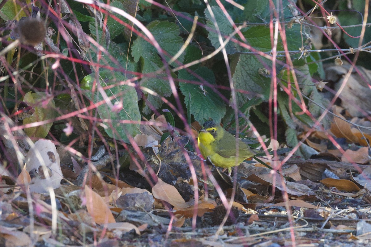 Kentucky Warbler - ML646485565
