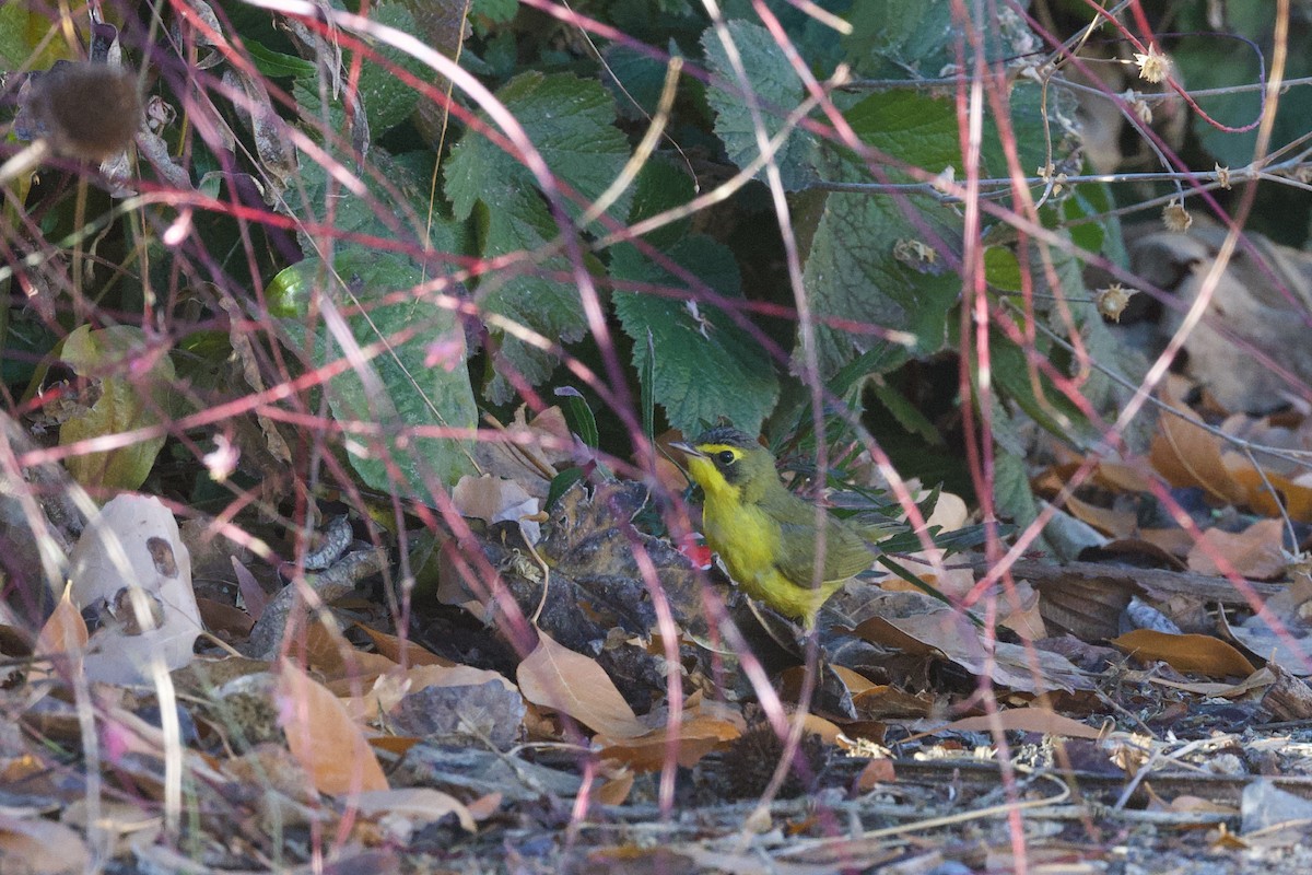 Kentucky Warbler - ML646485566