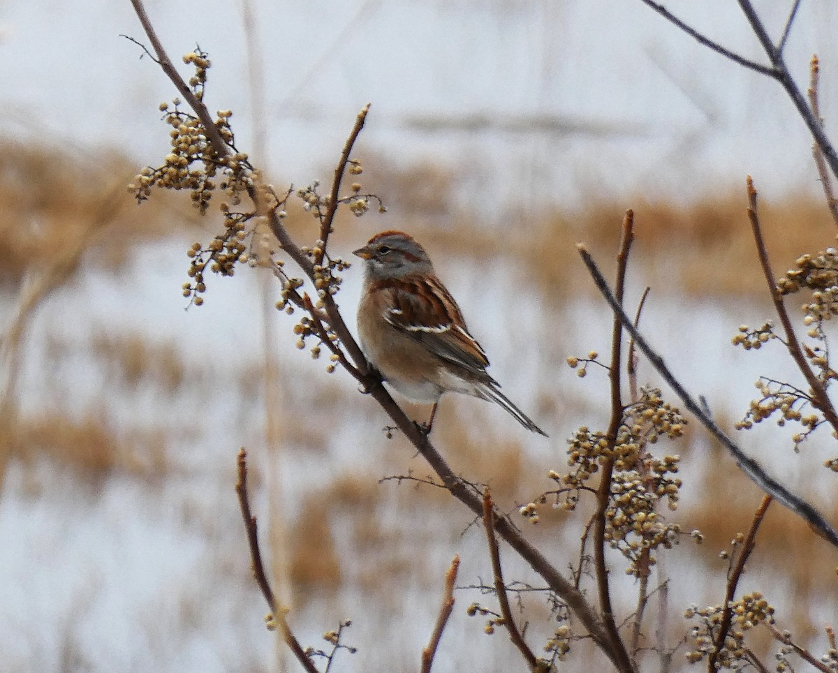 American Tree Sparrow - ML646485567