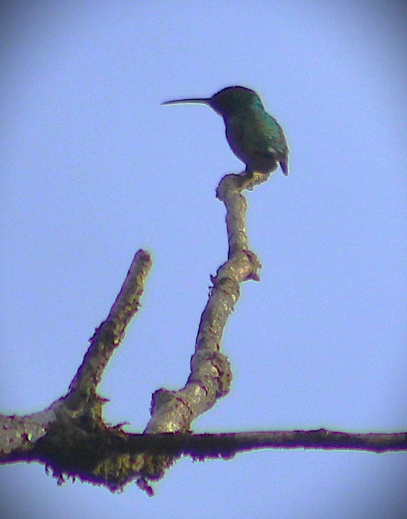 ムナグロマンゴーハチドリ - ML646485568