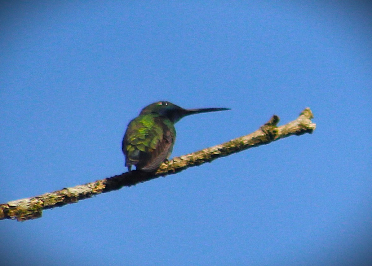 ムナグロマンゴーハチドリ - ML646485569