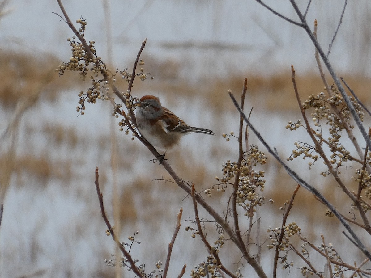 American Tree Sparrow - ML646485570