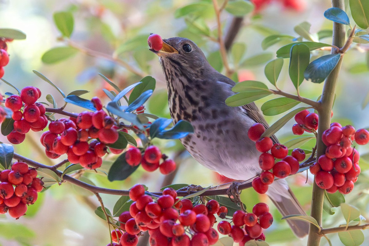 Hermit Thrush - ML646485575